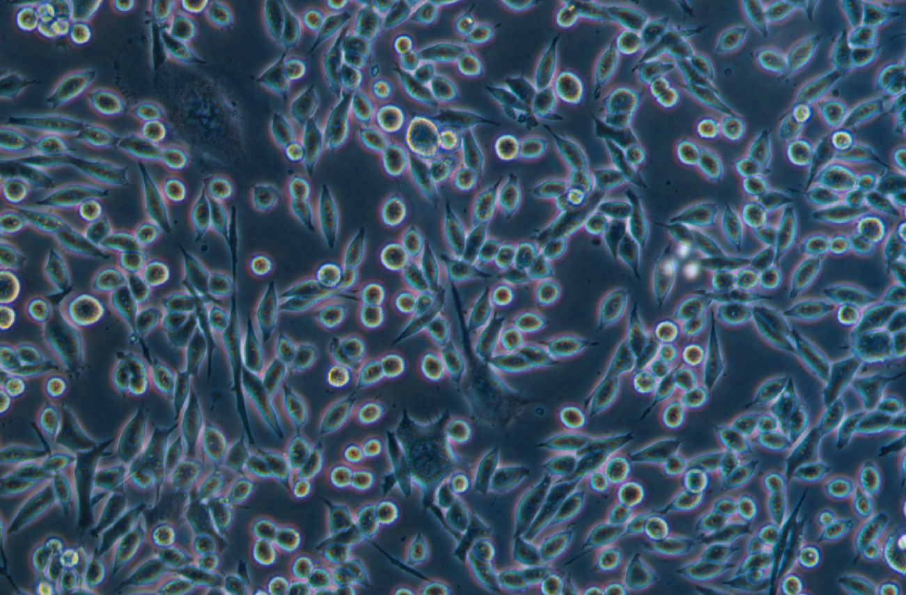 小鼠纤维肉瘤细胞系WEHI 164  (STR鉴定正确)